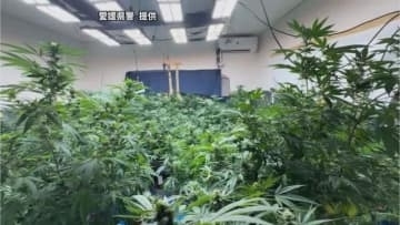 営利目的で大麻を栽培・所持か　熊本県の男ら４人を逮捕　きっかけをつかんだのは愛媛県警【愛媛】