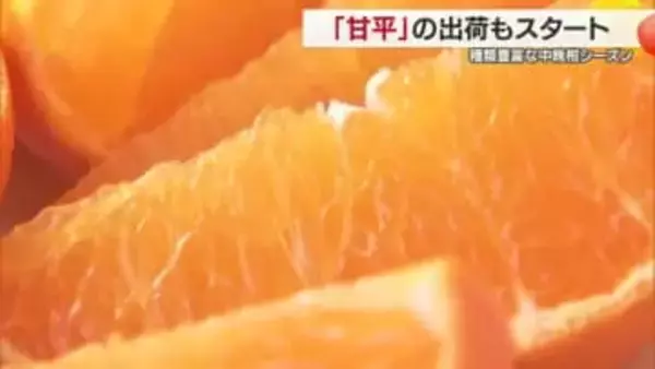 “今しかないから”種類豊富な中晩柑シーズン！松山市の産直市でも「甘平」などの出荷も始まる【愛媛】