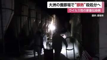 大洲市の養豚場で「豚熱」感染確認　ワクチン未接種など約１５００～２０００頭を殺処分へ【愛媛】
