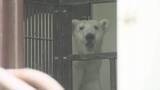「とべ動物園のアイドル・ホッキョクグマのピース　７日から一般公開を再開　たくさんのエールに感謝【愛媛】」の画像1