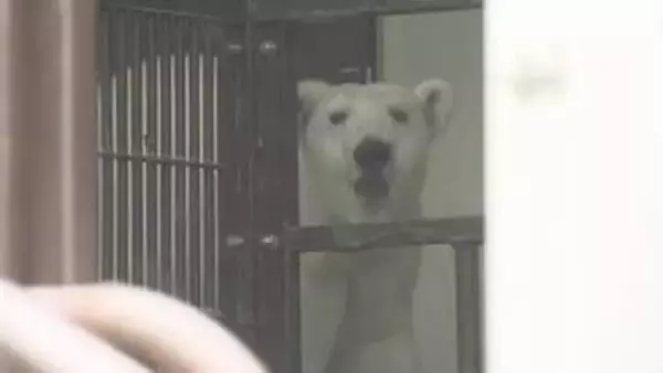 とべ動物園のアイドル・ホッキョクグマのピース　７日から一般公開を再開　たくさんのエールに感謝【愛媛】