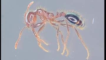 四国で初の特定外来生物「ヒアリ」松山の国際物流ターミナルで発見　“緊急の拡散防止措置必要”【愛媛】