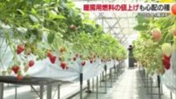 緊迫のイラン情勢長期化を心配　今治のイチゴ農家はハウス用重油を買いだめ　ホルムズ海峡封鎖【愛媛】