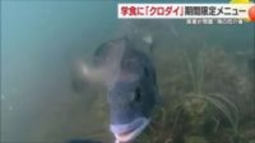 “海の厄介者”「クロダイ」松山大学の学食で期間限定メニュー「おいしく生態系を学んで」【愛媛】