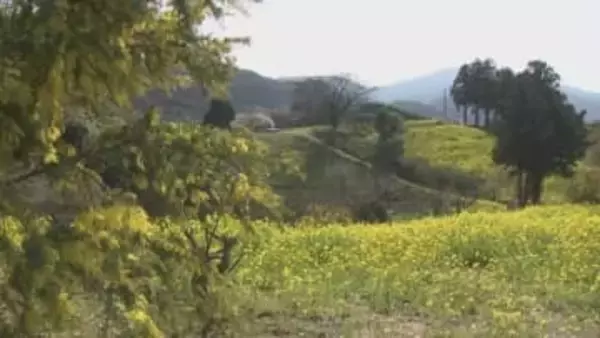 見ると幸せ気分！伊予市の“黄色い丘”はミモザと菜の花で春色に　結婚式へ「思い出に残る１枚を」【愛媛】