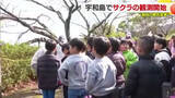 「本格的な春の足音近づく…宇和島で独自の桜観測が今年もスタート　子どもが歌やダンスで開花後押し【愛媛】」の画像1