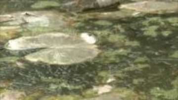 道後公園の堀に氷…愛媛にも２２日に“最強寒波”「会社行きたくないけど」日中の気温４～５度予想【愛媛】