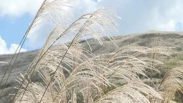 山々背景に揺れるススキ　四国中央の塩塚高原「風はいいし眺め最高」一足早く秋の深まり告げる【愛媛】