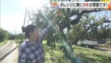 旬の柿狩り体験に和紙と漆が出会う「わしき」の世界　愛媛県西条市丹原町の秋を満喫！＃ひめさんぽ【愛媛発】