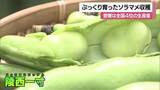 「日本で愛媛が生産量４位　松前でソラマメの出荷が本格化「炊き込みご飯が風習」大相撲の弁当にも【愛媛】」の画像1