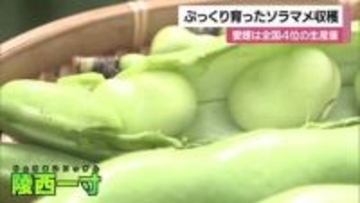 日本で愛媛が生産量４位　松前でソラマメの出荷が本格化「炊き込みご飯が風習」大相撲の弁当にも【愛媛】