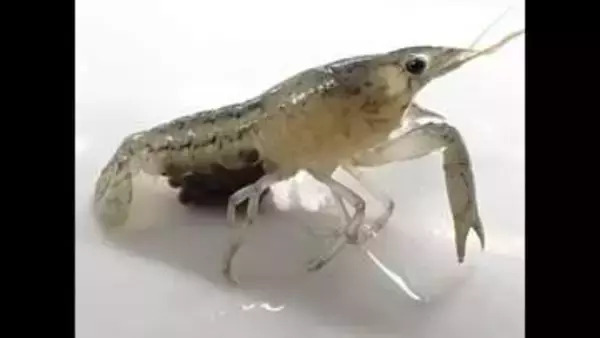 “メスだけで繁殖”特定外来ザリガニ「ふ化から成長早く根絶に高いハードル」愛媛県の飼育研究結果【愛媛】