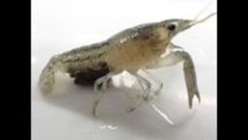 “メスだけで繁殖”特定外来ザリガニ「ふ化から成長早く根絶に高いハードル」愛媛県の飼育研究結果【愛媛】