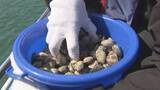 「「大きくな～れ」海をきれいに！“水質改善”するアサリ　松山の海で小学生が３００キロを放流体験【愛媛】」の画像1