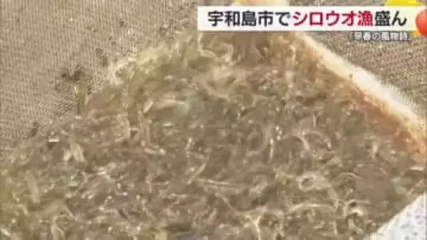 宇和島市で“早春の風物詩”シロウオ漁始まる　例年以上に漁にかける意気込みも十分【愛媛】