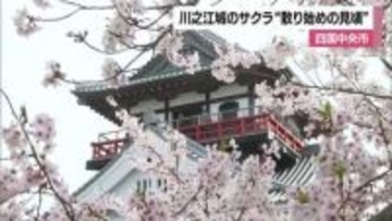 城と海をバックに散り始めのサクラ　四国中央の公園に広がる“日本の春”に「一層きれい」【愛媛】