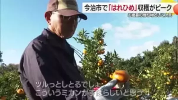 お歳暮に人気の高級柑きつ「はれひめ」今治で収穫ピーク　糖度１２ド以上は「瀬戸の晴れ姫」で販売【愛媛】