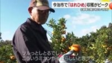 お歳暮に人気の高級柑きつ「はれひめ」今治で収穫ピーク　糖度１２ド以上は「瀬戸の晴れ姫」で販売【愛媛】