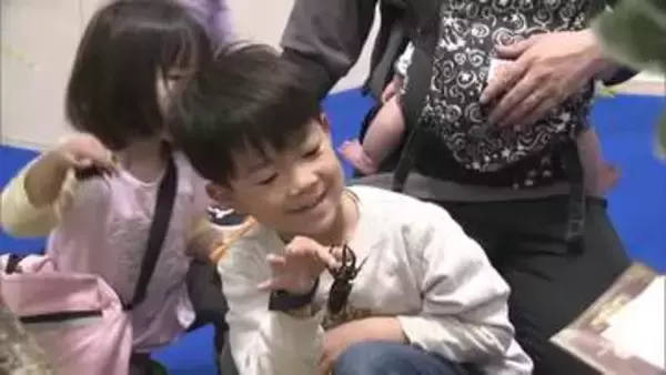 「生きた“ヘラクレス”や“アトラス”も！松山に「世界の昆虫」大集合　標本など約５００種類【愛媛】」の画像