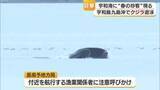 「潮を吹き上げながら泳ぐ巨体　宇和島沖でクジラ目撃　春に小魚追い迷いこむことも　注意呼びかけ【愛媛】」の画像1