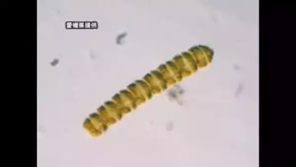 愛南・御荘湾のマヒ性貝毒は終息　原因のプランクトンが基準値以下　出荷禁止など自主規制も解除【愛媛】