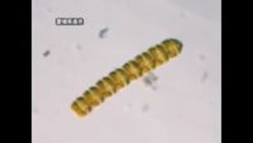 愛南・御荘湾のマヒ性貝毒は終息　原因のプランクトンが基準値以下　出荷禁止など自主規制も解除【愛媛】