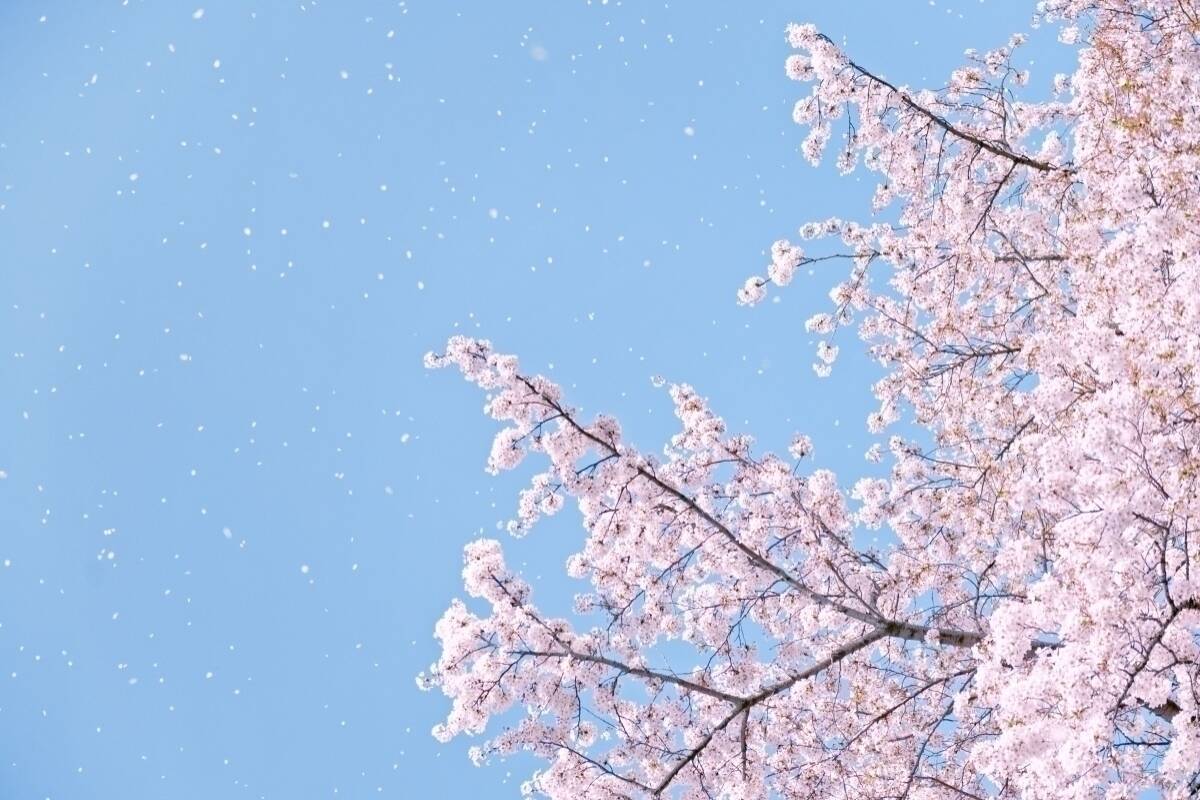 桜ソング は出逢いと別れ どちらが多い J Popに最も多く登場する 花 も検証 エキサイトニュース