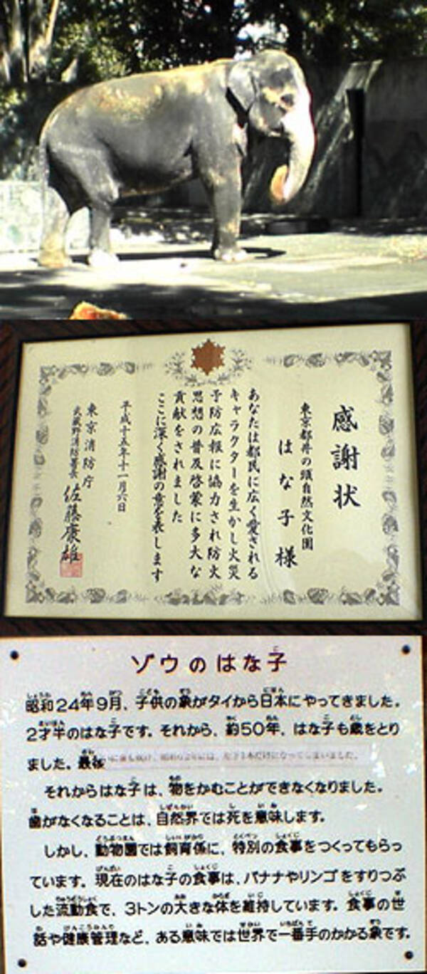 戦後生まれの象と かわいそうなぞう のひみつ 04年9月12日 エキサイトニュース 戦後生まれの象と かわいそうなぞう のひみつ 04年9月12日 エキサイトニュース