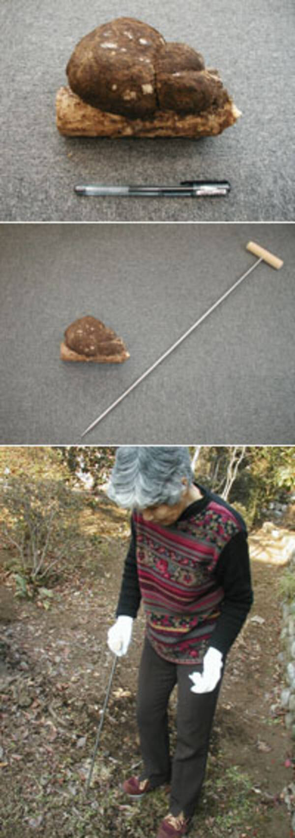 幻のキノコ ブクリョウ を探すツアー 06年2月17日 エキサイトニュース