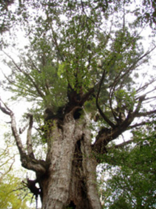「屋久島では月に35日雨が降る」は本当か