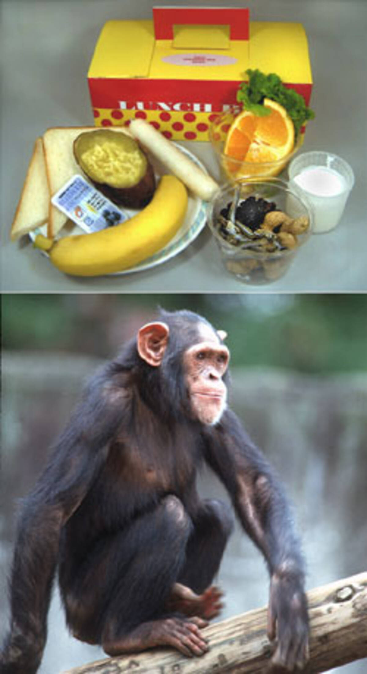 チンパンジーの食事 体験メニューを食べてみた 04年10月10日 エキサイトニュース