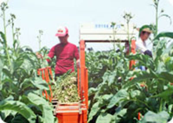 日本製たばこの葉、どこで栽培されている？