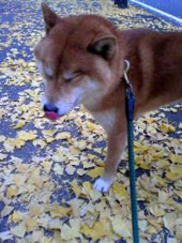 永遠のテーマ 犬はどうやって人の意志を汲み取るのか 07年1月21日 エキサイトニュース