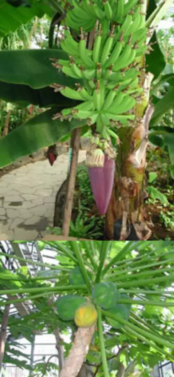 温室植物園で育ったフルーツが食べられる観察ツアー