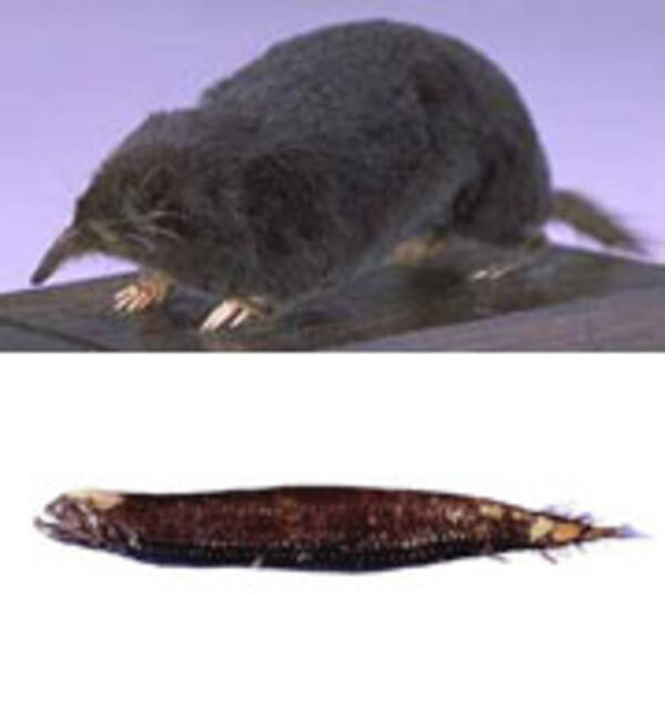 タイトルから先読み 古谷実マンガの気になる今後 07年1月28日 エキサイトニュース