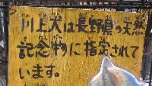 台湾で活躍した日本の犬を知っていますか