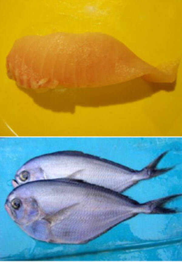 「まんざいうお」って、どんな魚？