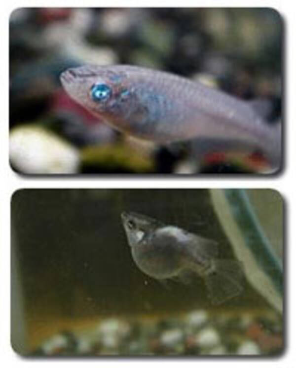 男前メダカ って何で 男前 なの 06年5月24日 エキサイトニュース