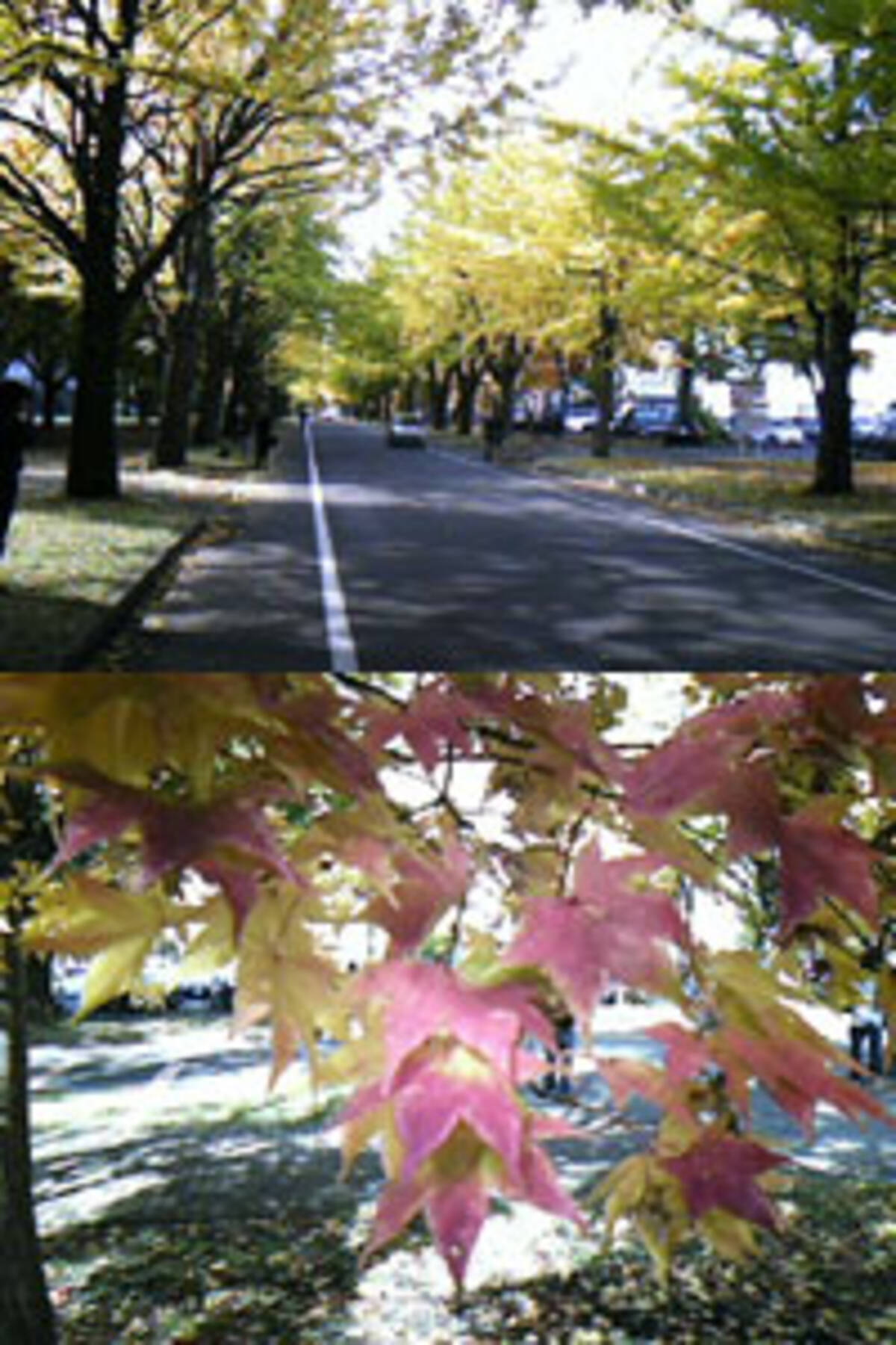 黄色くなっても紅葉のわけとは 05年11月23日 エキサイトニュース