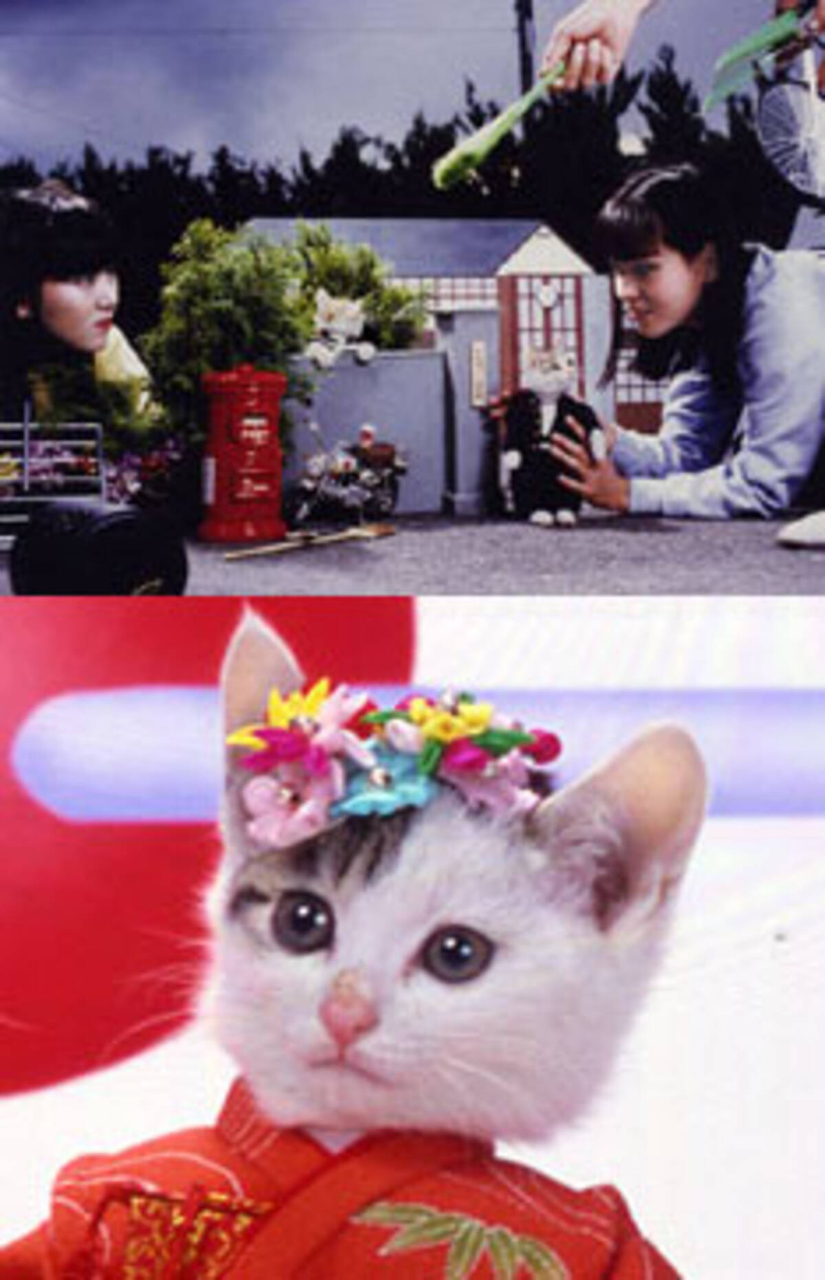 なめ猫 のミケ子は去年まで生きていた 05年2月3日 エキサイトニュース