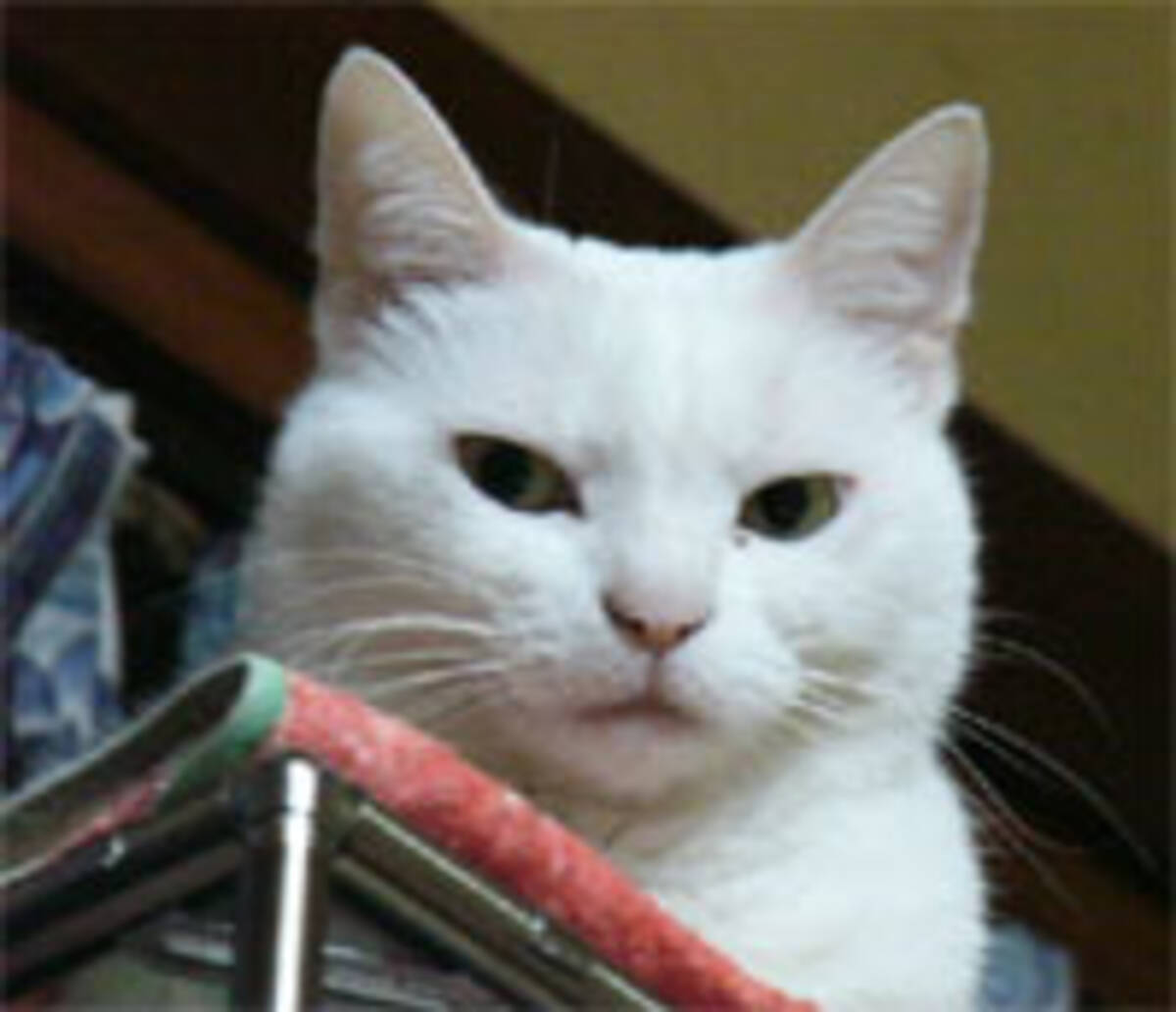 日本の化け猫はなぜ行灯の油をなめる 05年3月12日 エキサイトニュース