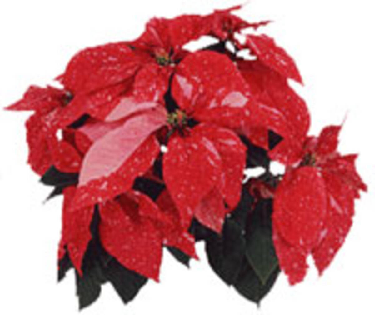 クリスマスの植物ポインセチア 05年11月27日 エキサイトニュース