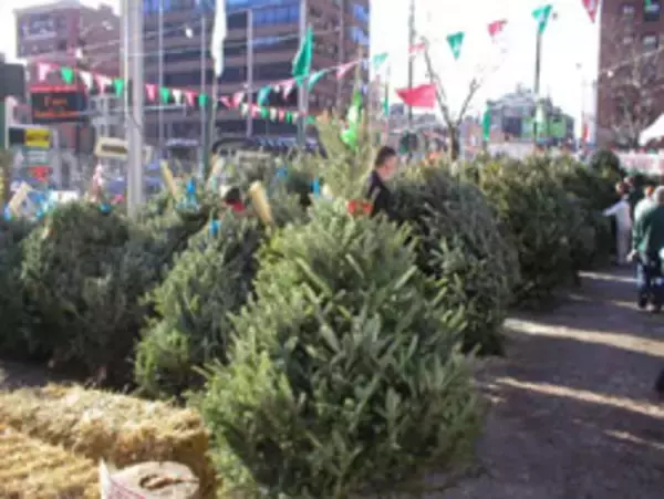 クリスマスツリー、アメリカでは100％リサイクル