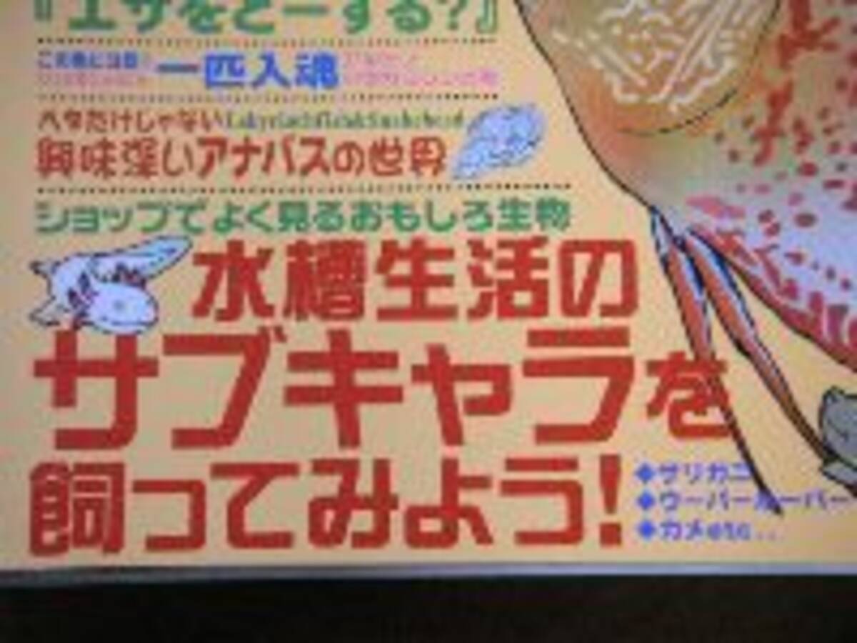 ウーパールーパー 再び流行ってるの 06年10月2日 エキサイトニュース