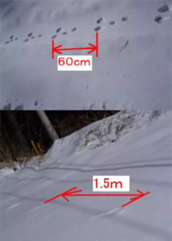 雪の上の足跡を科学する