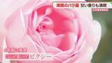 「香りのバラ園を満喫　翌日から仕事という人にも「癒やし」　福岡・石橋文化センター」の画像1