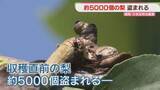 「「またか」収穫直前の梨5000個盗まれる　去年は6000個　2年連続の被害　福岡」の画像1