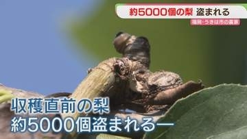 「またか」収穫直前の梨5000個盗まれる　去年は6000個　2年連続の被害　福岡