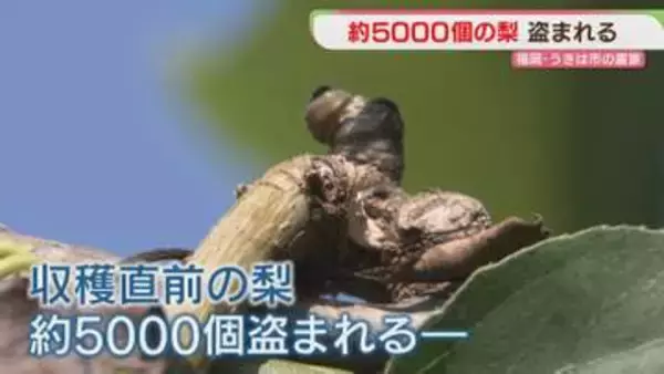 「またか」収穫直前の梨5000個盗まれる　去年は6000個　2年連続の被害　福岡