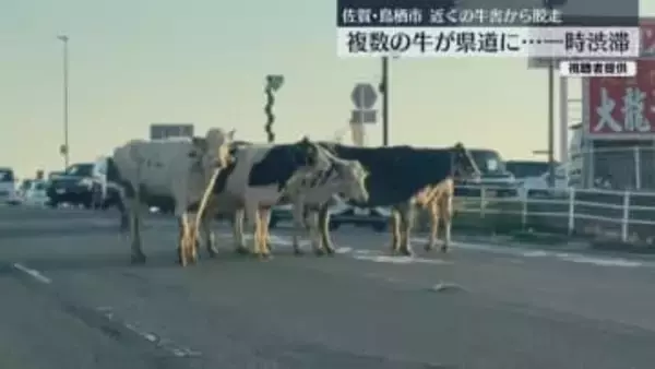 「道路に牛がいます」通報相次ぐ 県道に複数の牛が･･･一時渋滞 ケガ人なし【佐賀・鳥栖市】